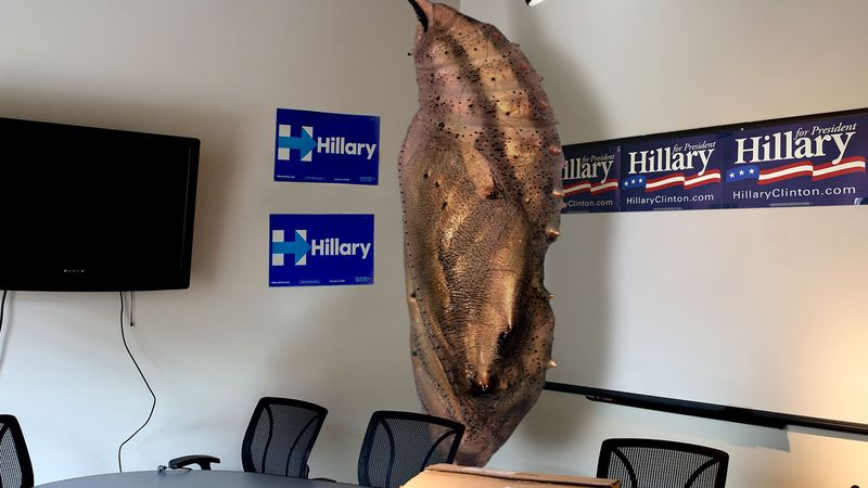A fully grown Clinton is expected to emerge from her chrysalis before the first presidential debate at Wright State University in September.